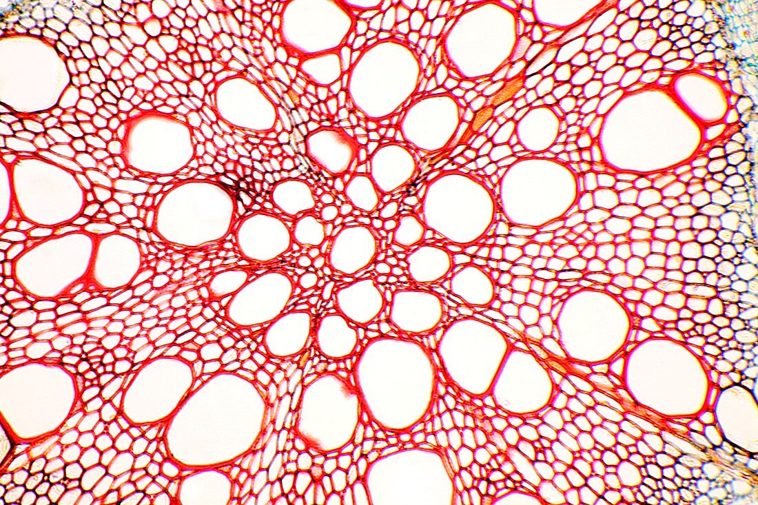 Cotton plant root,light micrograph