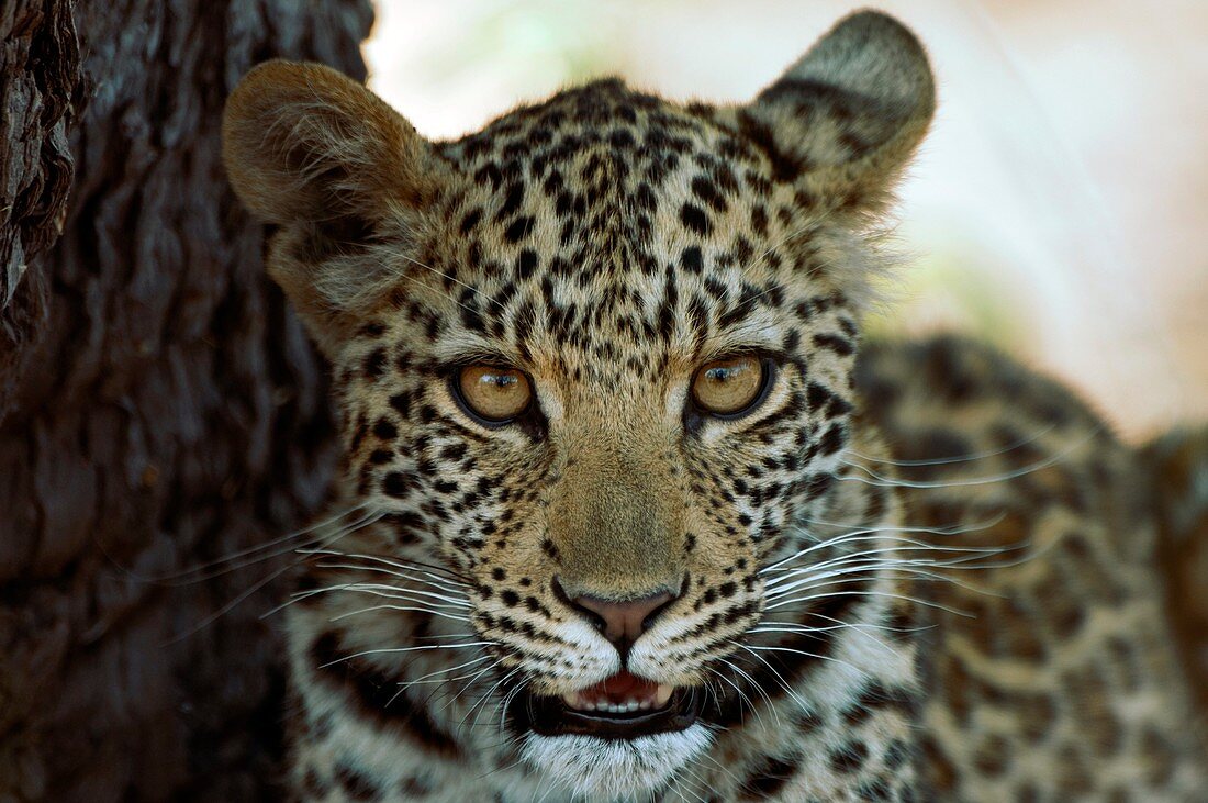 Six month old leopard cub