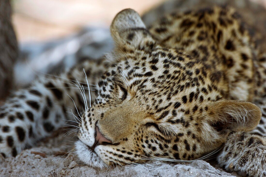 Six month old leopard cub