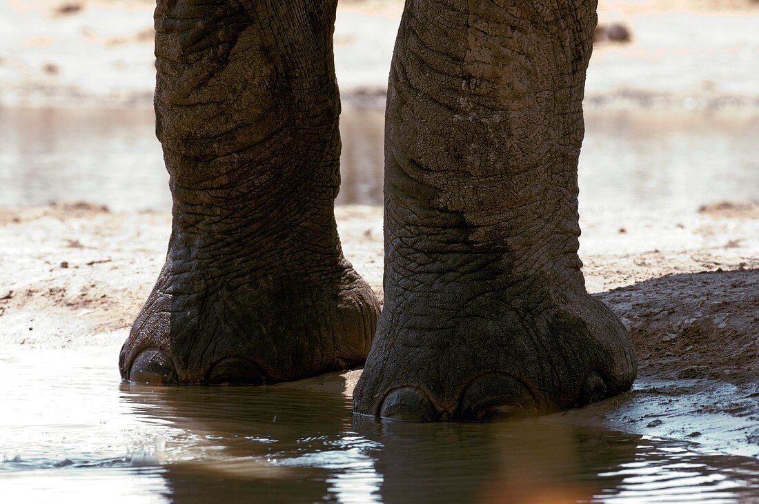 African elephant feet