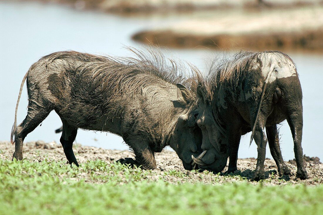 Male warthogs fighting