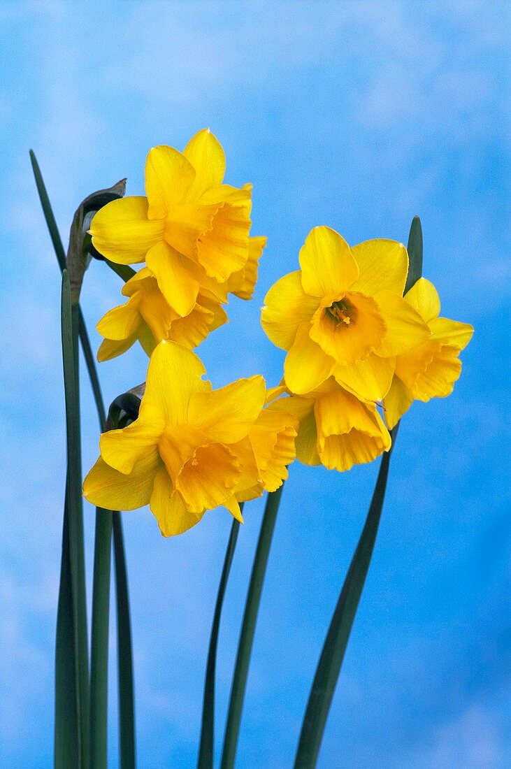 Daffodils (Narcissus 'Golden Ducat')