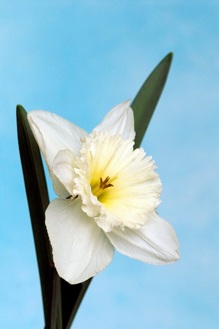 Daffodils (Narcissus 'Mount Hood')