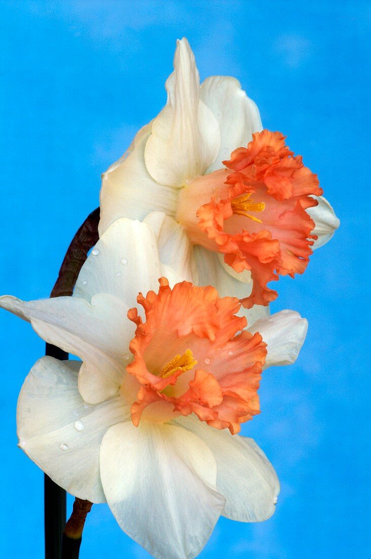 Daffodils (Narcissus 'Salome')