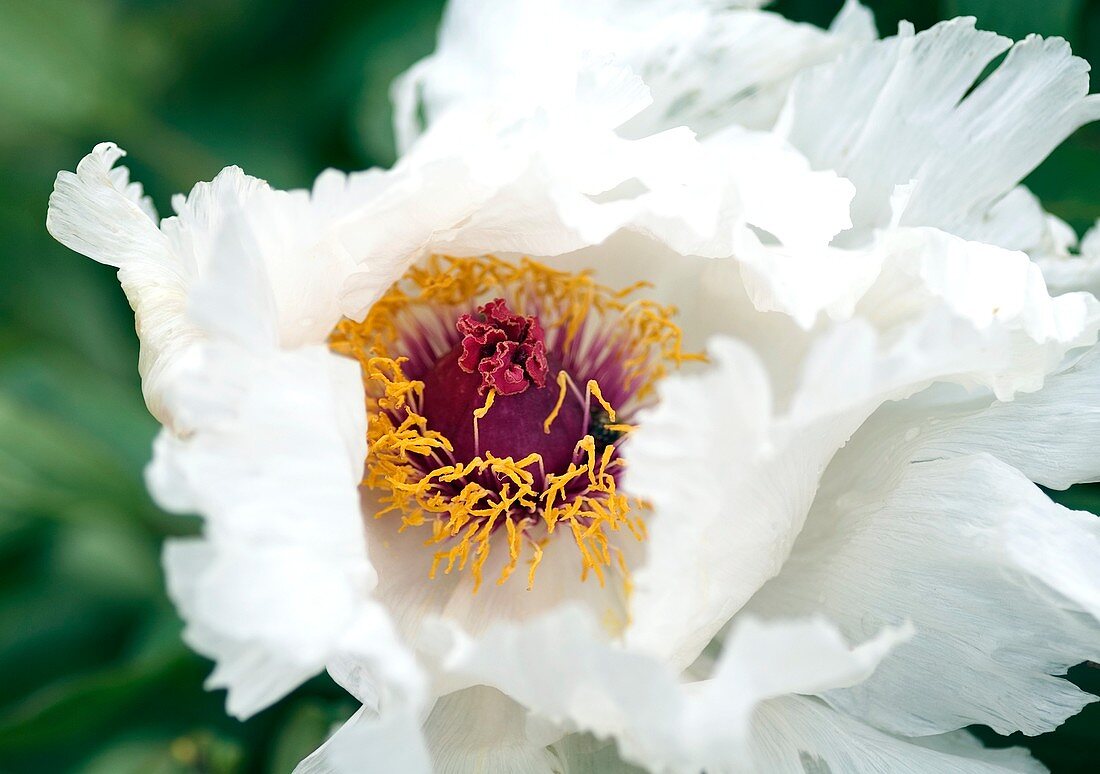 Peony (Paeonia ostii 'Feng dan bai')