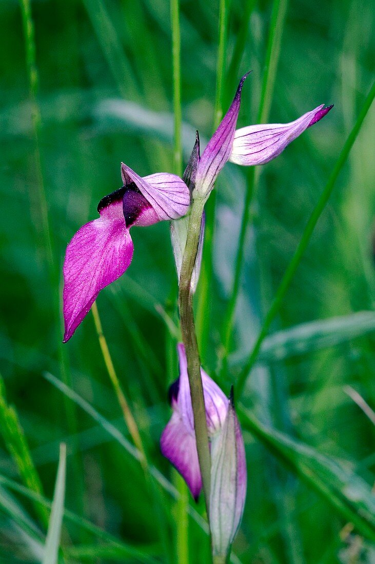 Tongue Orchid (Serapias lingua)