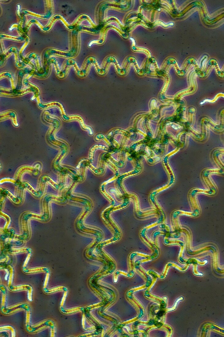 Spirulina cyanobacteria,light micrograph