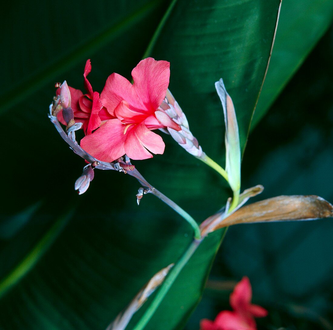 Canna lily (Canna iridiflora x ehemanii)
