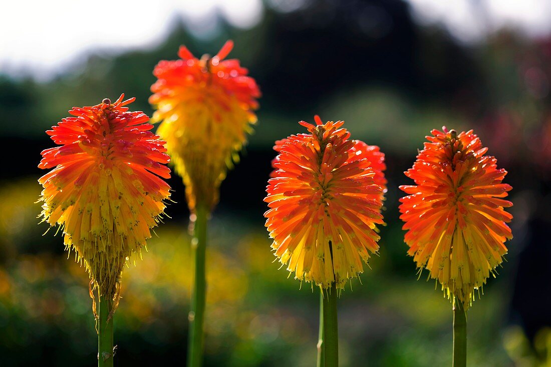 Torch Lily (Kniphofia rooperi)