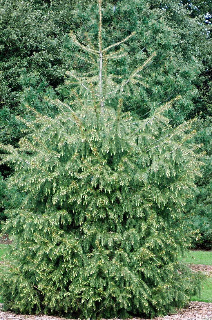Himalayan spruce (Picea smithiana)
