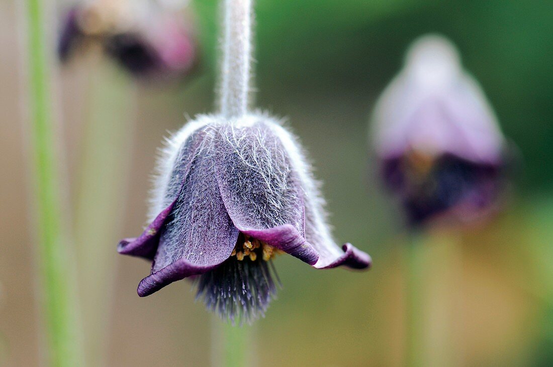 Pasque Flower (Pulsatilla pratensis)