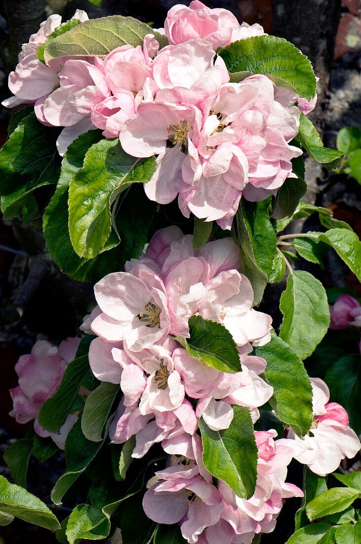Apple blossom (Malus 'Arthur Turner')