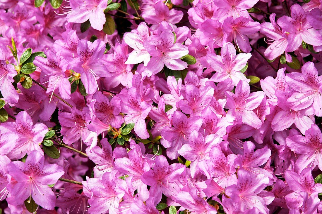 Rhododendron 'Beethoven'