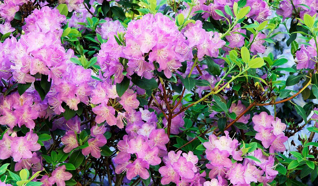 Rhododendron oreotrephes 'Pentland'