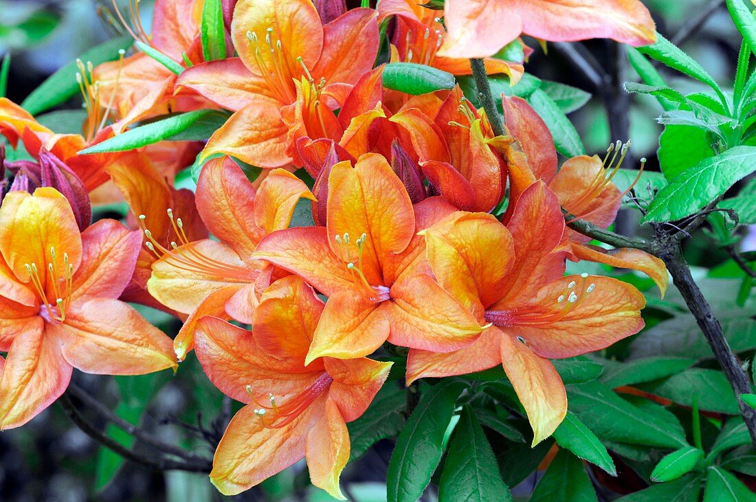 Rhododendron luteum 'Golden Eagle'