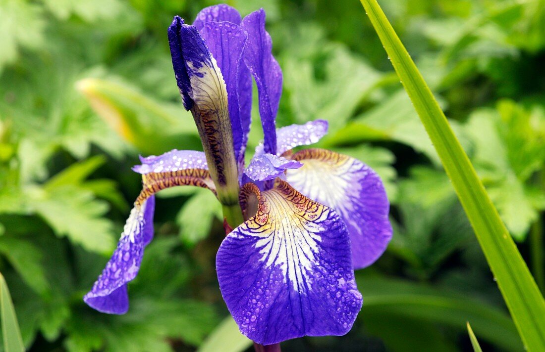 Siberian Iris (Iris sibirica 'Ottawa')