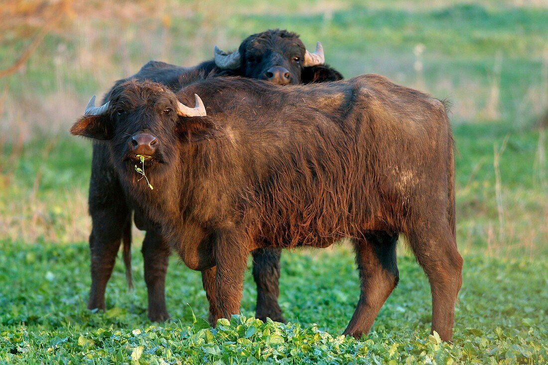 Young water buffalo