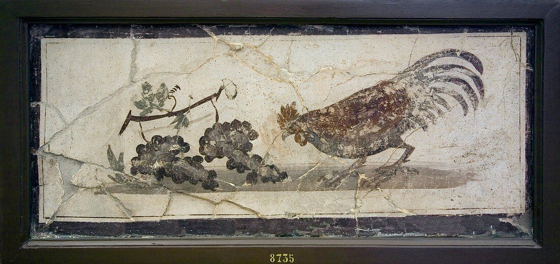 Cockerel and grapes,Roman fresco