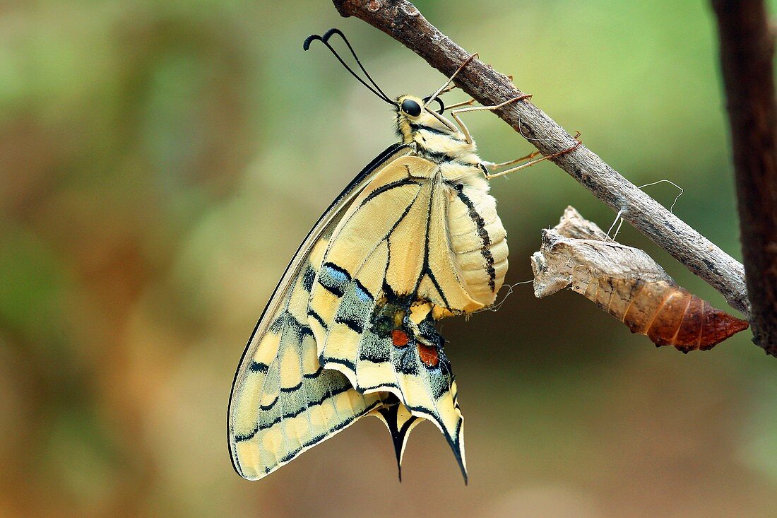 Swallowtail butterfly emerging
