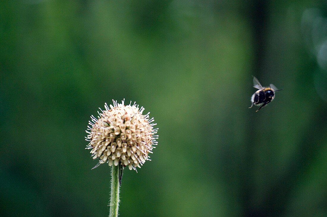 Bumble bee in flight