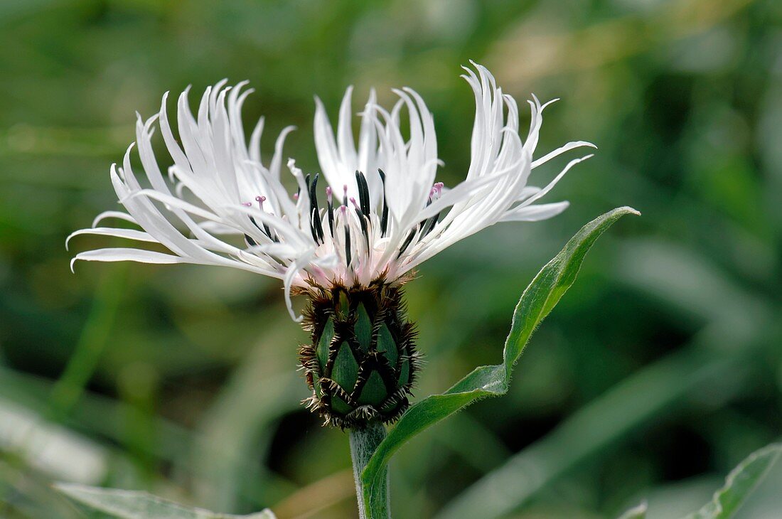 Centaurea montana