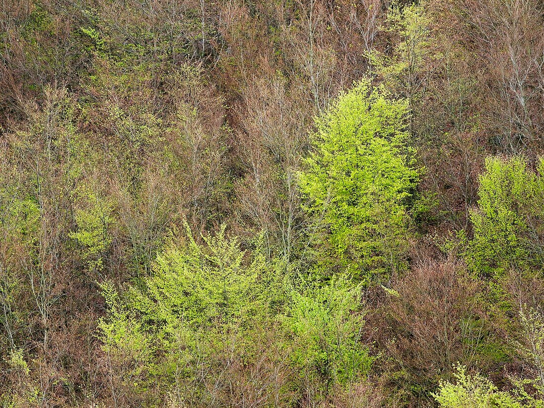Beech woodland (Fagus sp.)