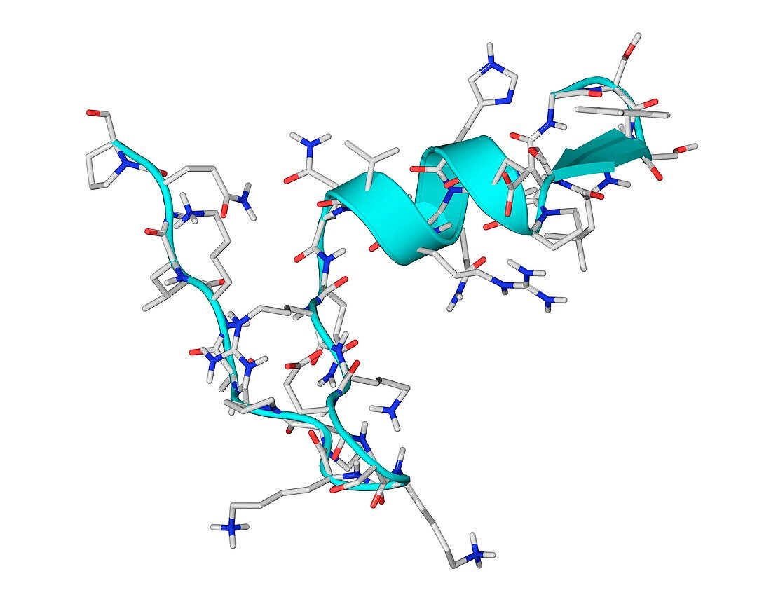 Ghrelin hormone molecule