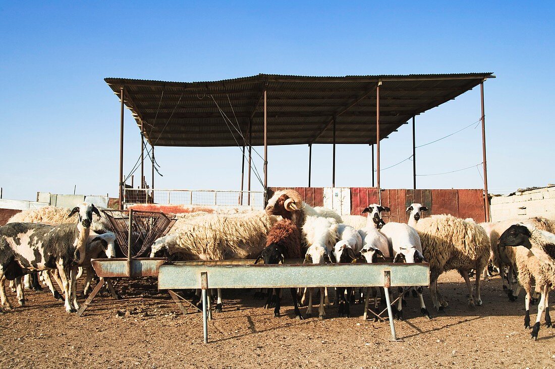 Farming of mediterranean sheep