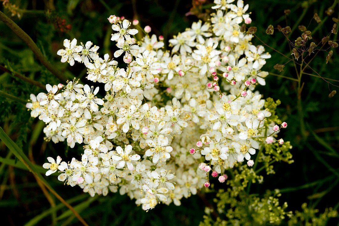 Dropwort (Filipendula vulgaris)