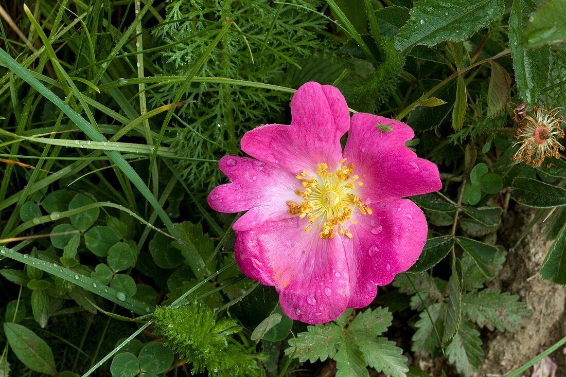 Rose of Provence (Rosa gallica)