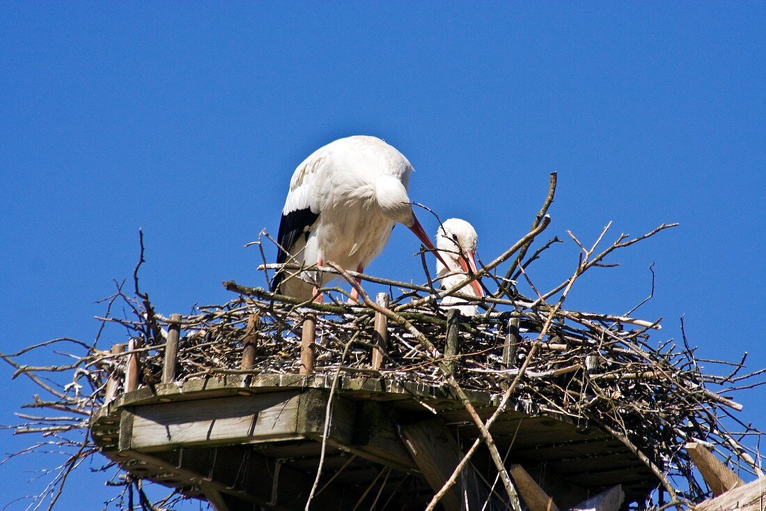 Storks building a nest
