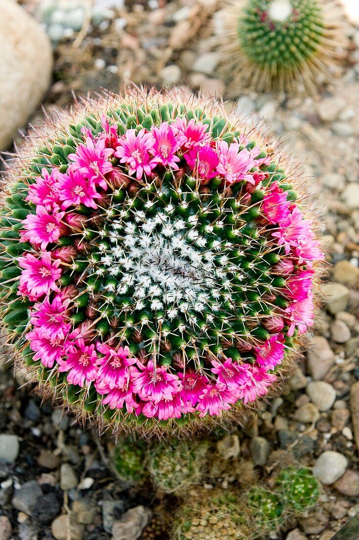 Globe Cactus (Mammillaria magnimamma)