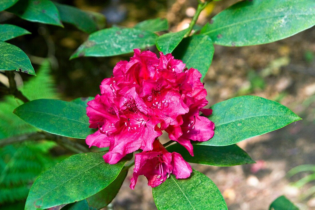 Rhododendron 'Van Weerden'