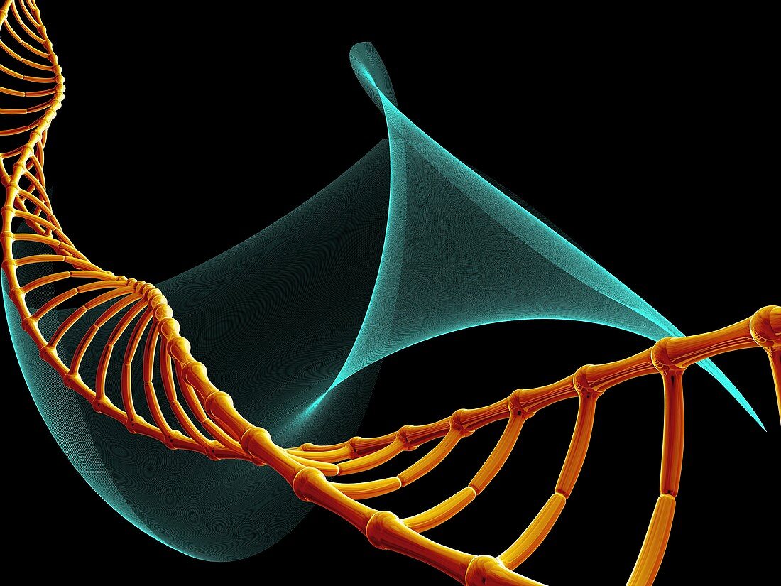 DNA molecule