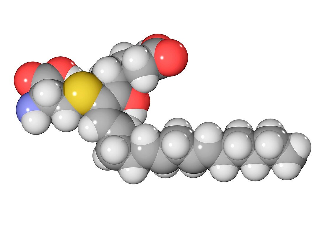 Leukotriene E4 molecule