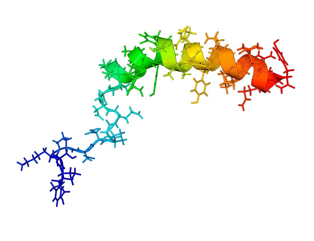 Neuropeptide Y neurotransmitter molecule