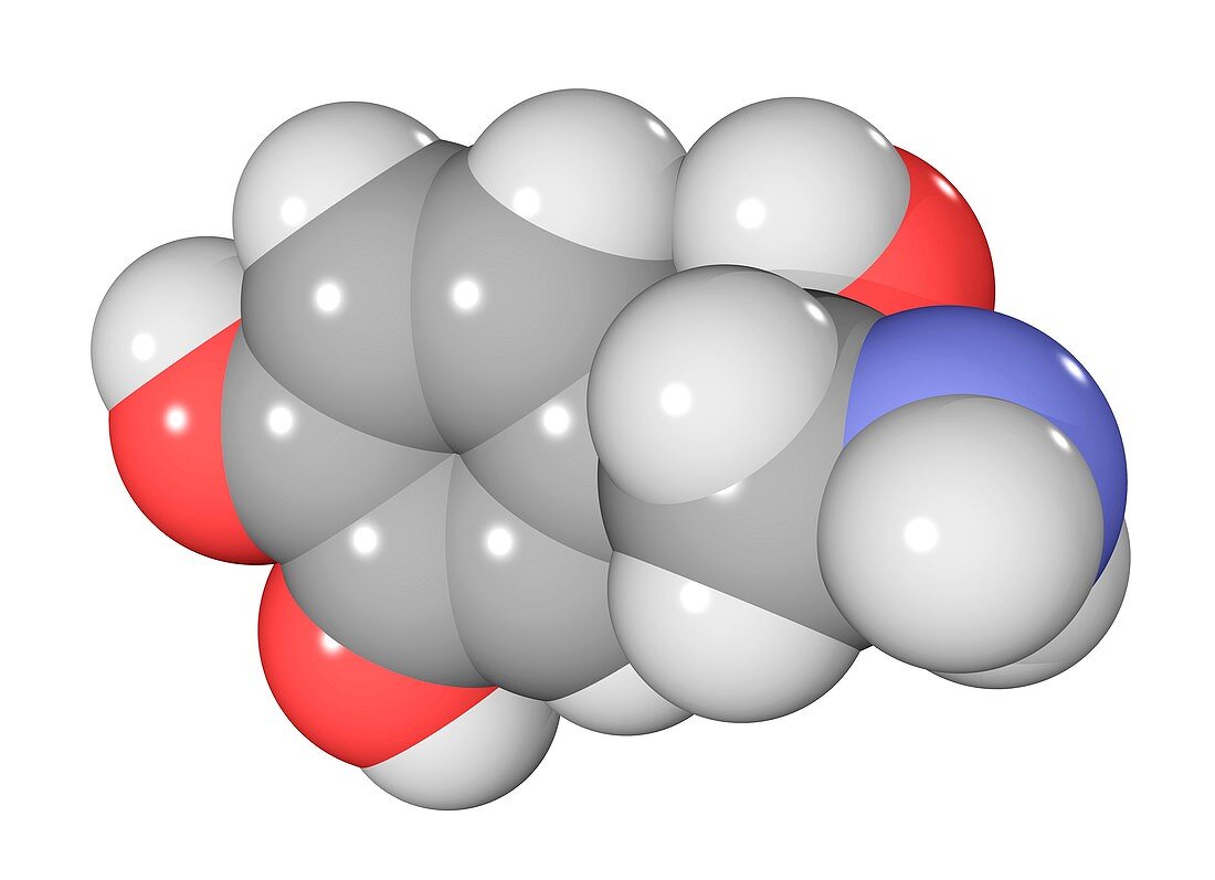 Norepinephrine neurotransmitter molecule