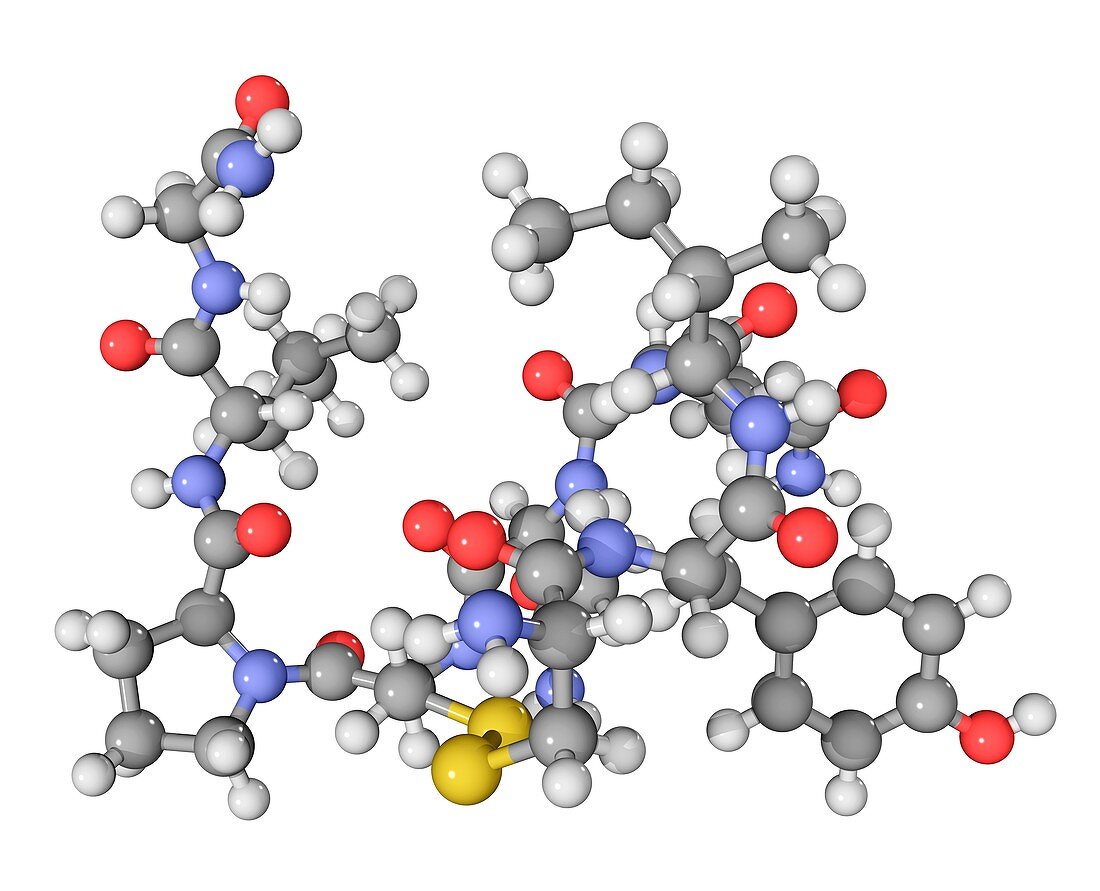 Oxytocin neurotransmitter molecule