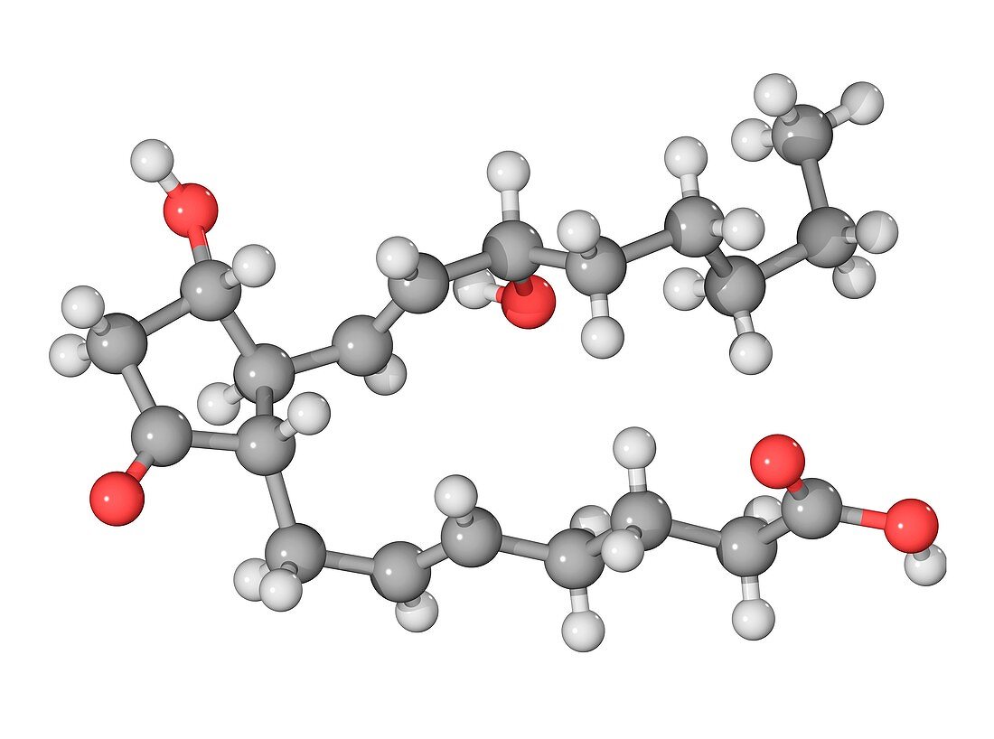 Prostaglandin E2 molecule