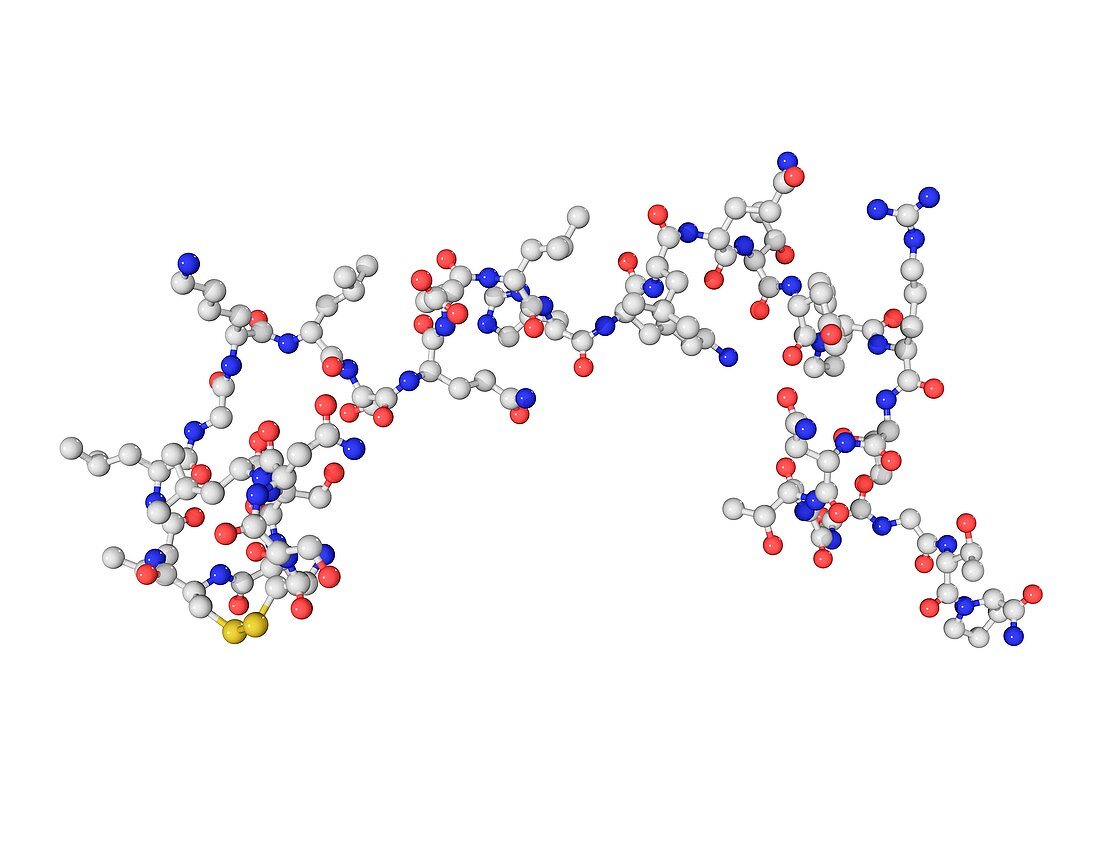 Salmon calcitonin hormone molecule