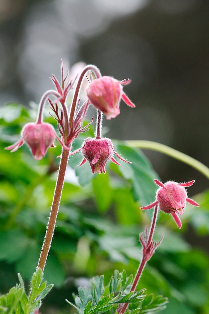 Geum triflorum var.campanulatum