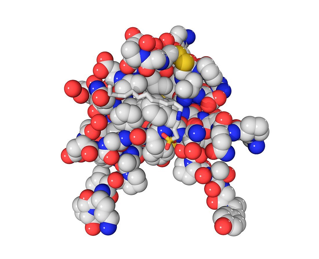 Insulin-like growth 1 factor molecule