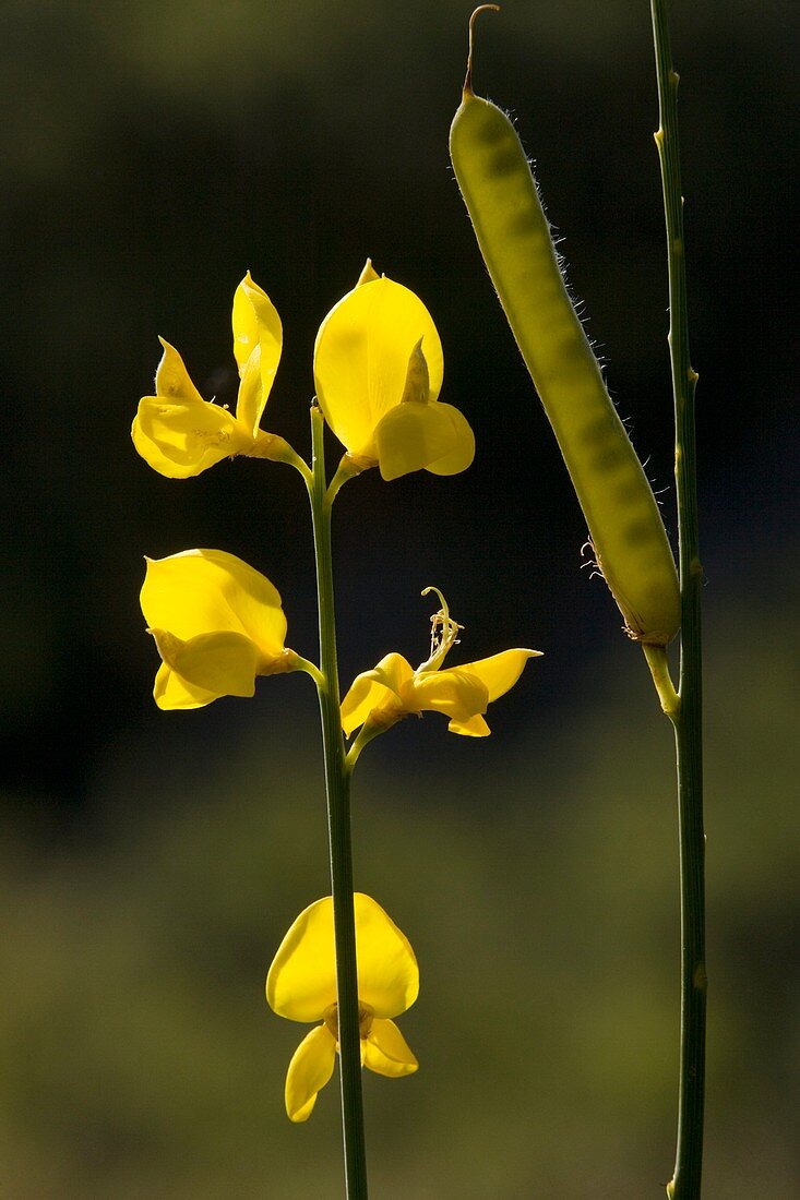 Spanish Broom (Spartium junceum)