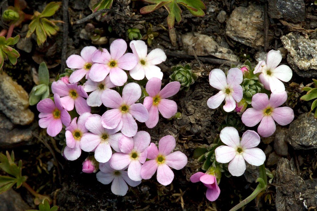 Alpine rock-jasmine (Androsace alpina)