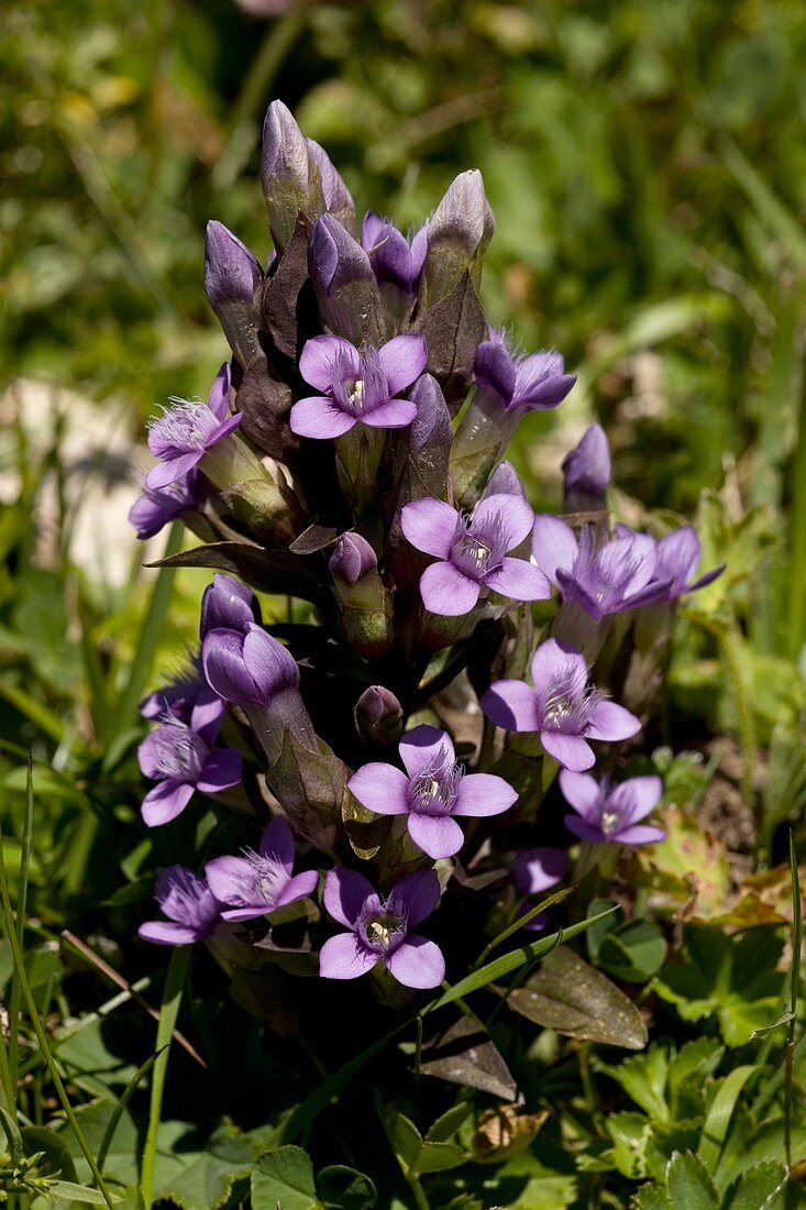 Field Gentian (Gentianella campestris)