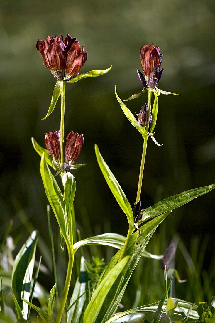 Purple Gentian (Gentiana purpurea)