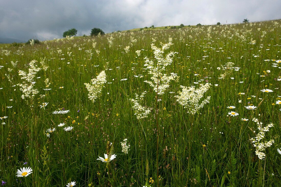 Dropwort (Filipendula vulgaris)