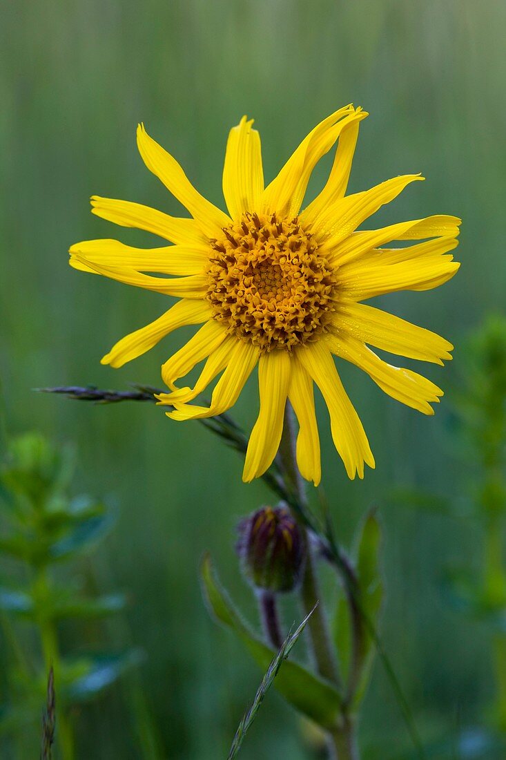 Wild Arnica (Arnica montana)