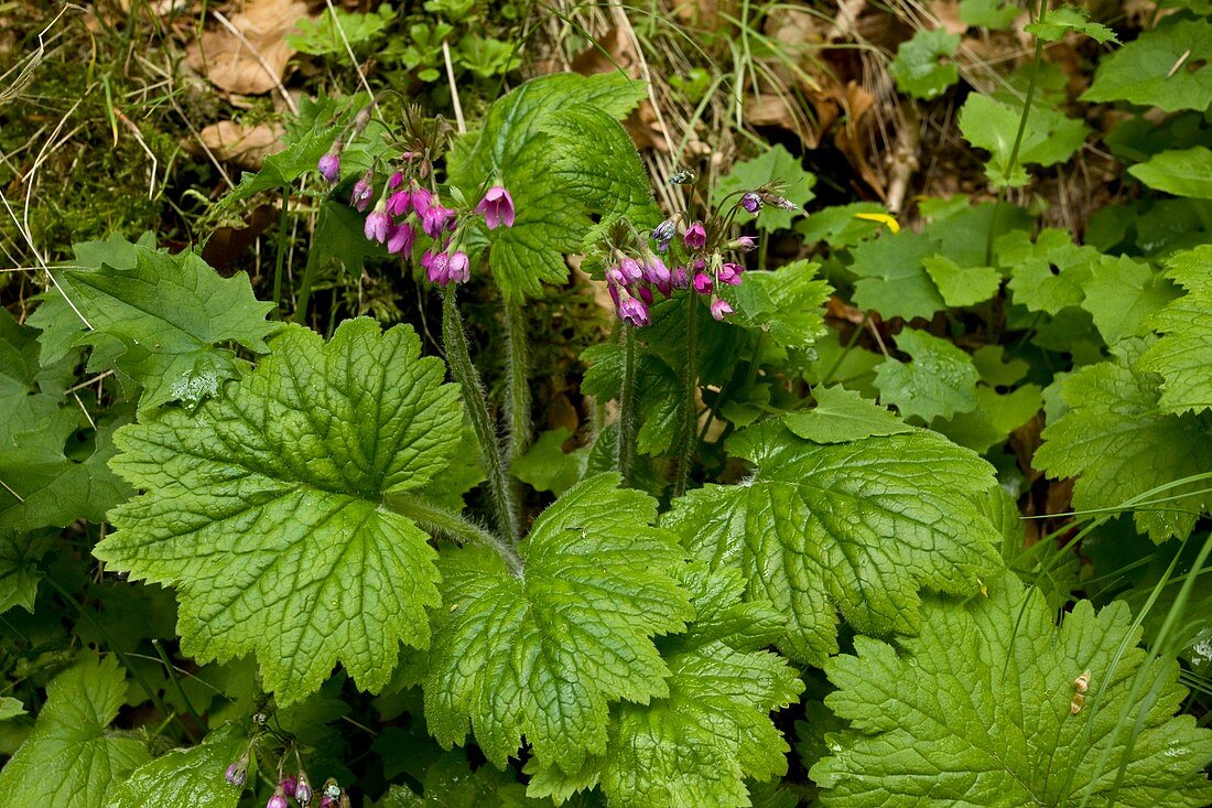 Alpine bells (Cortusa matthiola)