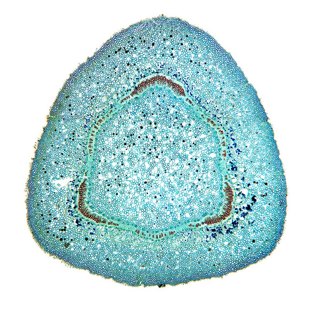 Oleander stem,light micrograph